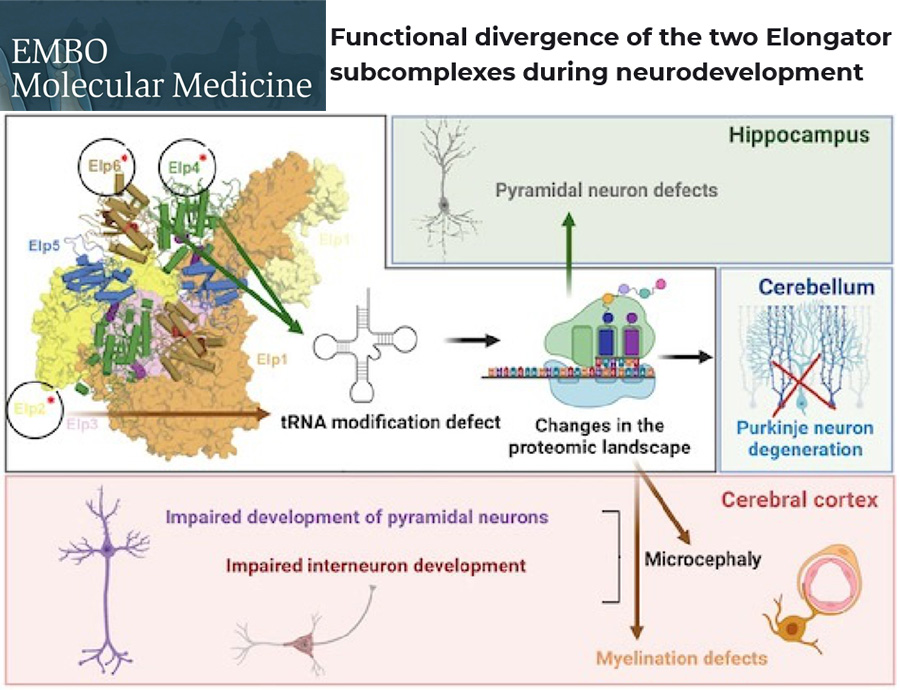 Jaką rolę w rozwoju mózgu odgrywa Elongator, kompleks modyfikujący cząsteczki tRNA? Publikacja naukowców z MCB UJ w EMBO Molecular Medicine