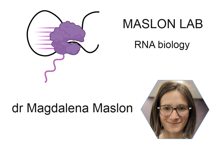 Maslon Lab | RNA biology