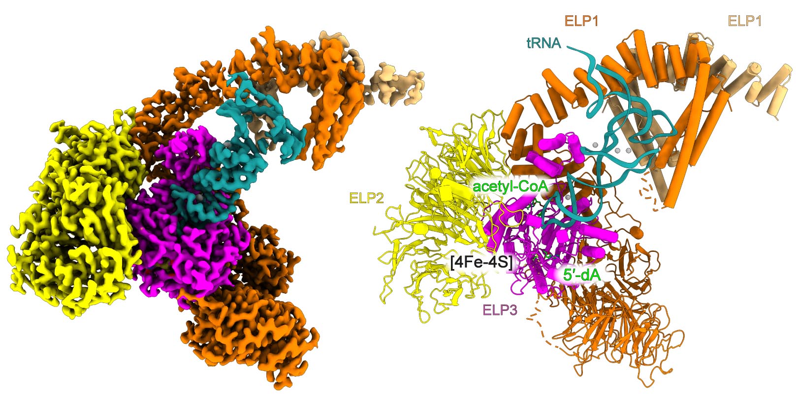 Structure and Mechanism of Human Elongator revealed
