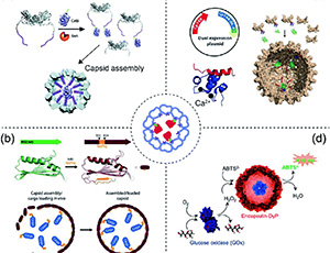 Researchers summarise recent research on enzyme encapsulation by nanoscale protein cages