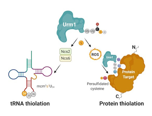An ancient protein shields enzymes against oxidative stress. Researchers from MBC UJ publish groundbreaking findings in "The EMBO Journal".